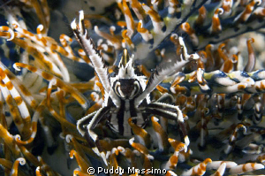 nikon d2x 60 mm macro by Puddu Massimo 